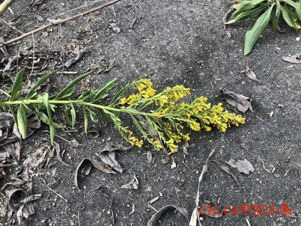 紧急提醒！发现请立即上报！上海、四川、山东等多地已发现它的踪迹-“加拿大一枝黄花”